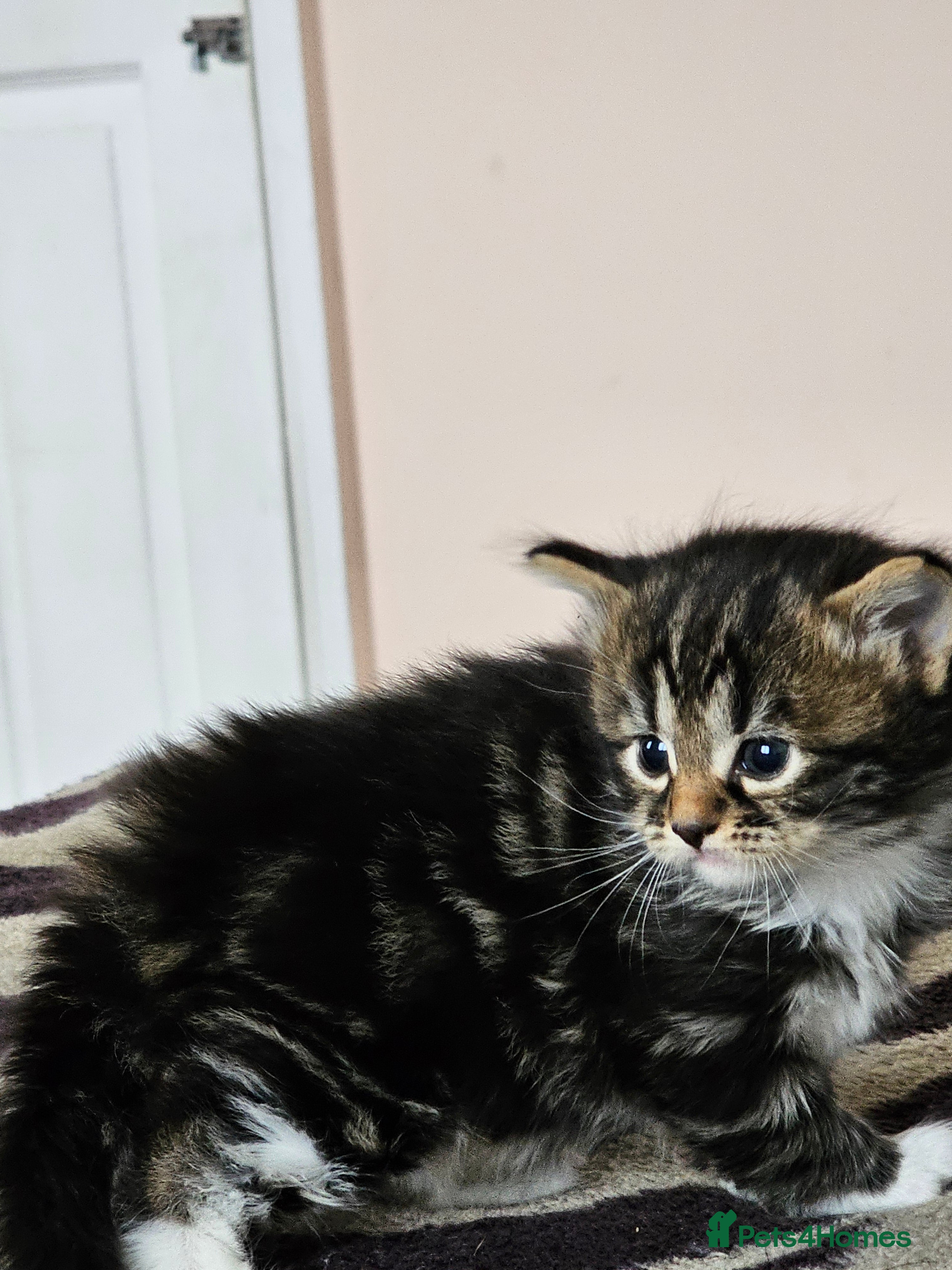 Mixed Breed cats Tabby mix - Advert 6