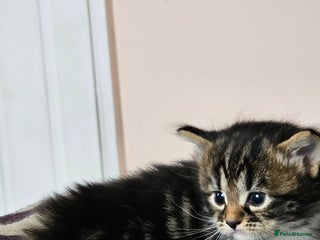 Mixed Breed cats Tabby mix - Advert 2