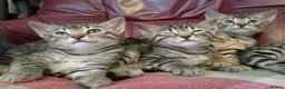 Bengal cats for sale: 4x Girls & 4x Boys – Stunning Bengal cross Kittens - Advert 19