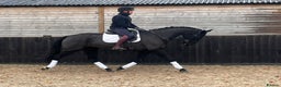 Danish Warmblood horses for sale: Jazz gelding with a definite future in dressage - Advert 5