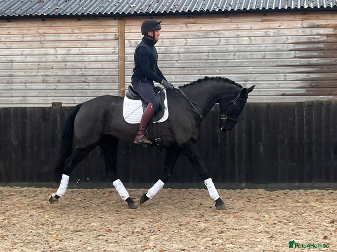 Danish Warmblood horses for sale: Jazz gelding with a definite future in dressage - Advert 5