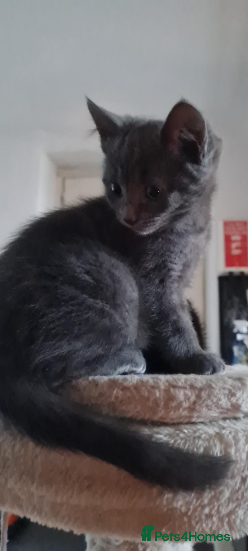 Mixed Breed cats for sale:  3 cute girls  looking for a forever home - Advert 2