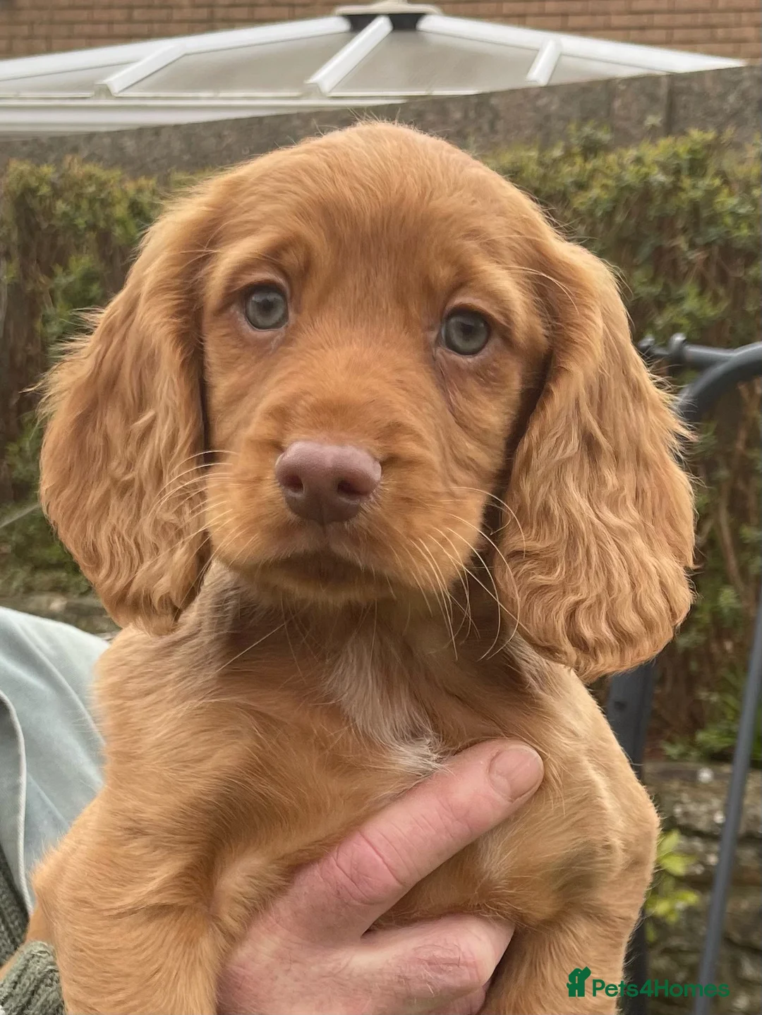 Cocker Spaniel dogs for sale: K.C.REG COCKER SPANIEL PUPPIES in Ebbw Vale - Advert 11