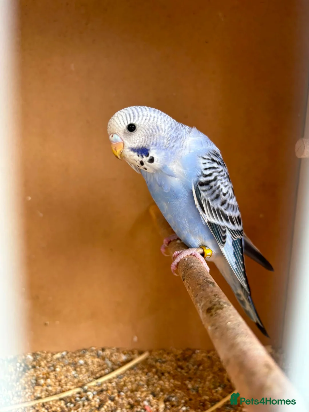 Budgerigars birds for sale: Baby budgies  - Advert 7