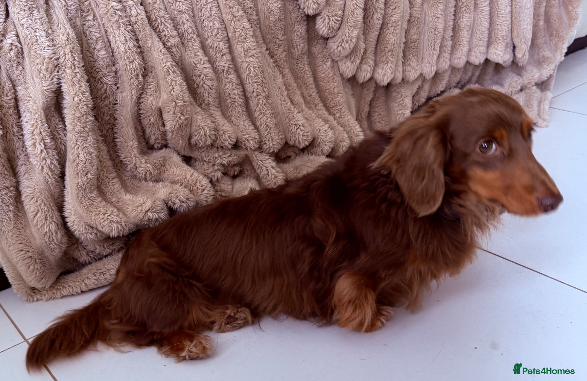 Miniature Dachshund dogs SLINKY (stud) please read below - Advert 13