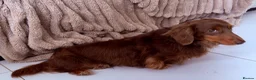Miniature Dachshund dogs for stud: SLINKY (stud) please read below - Advert 4