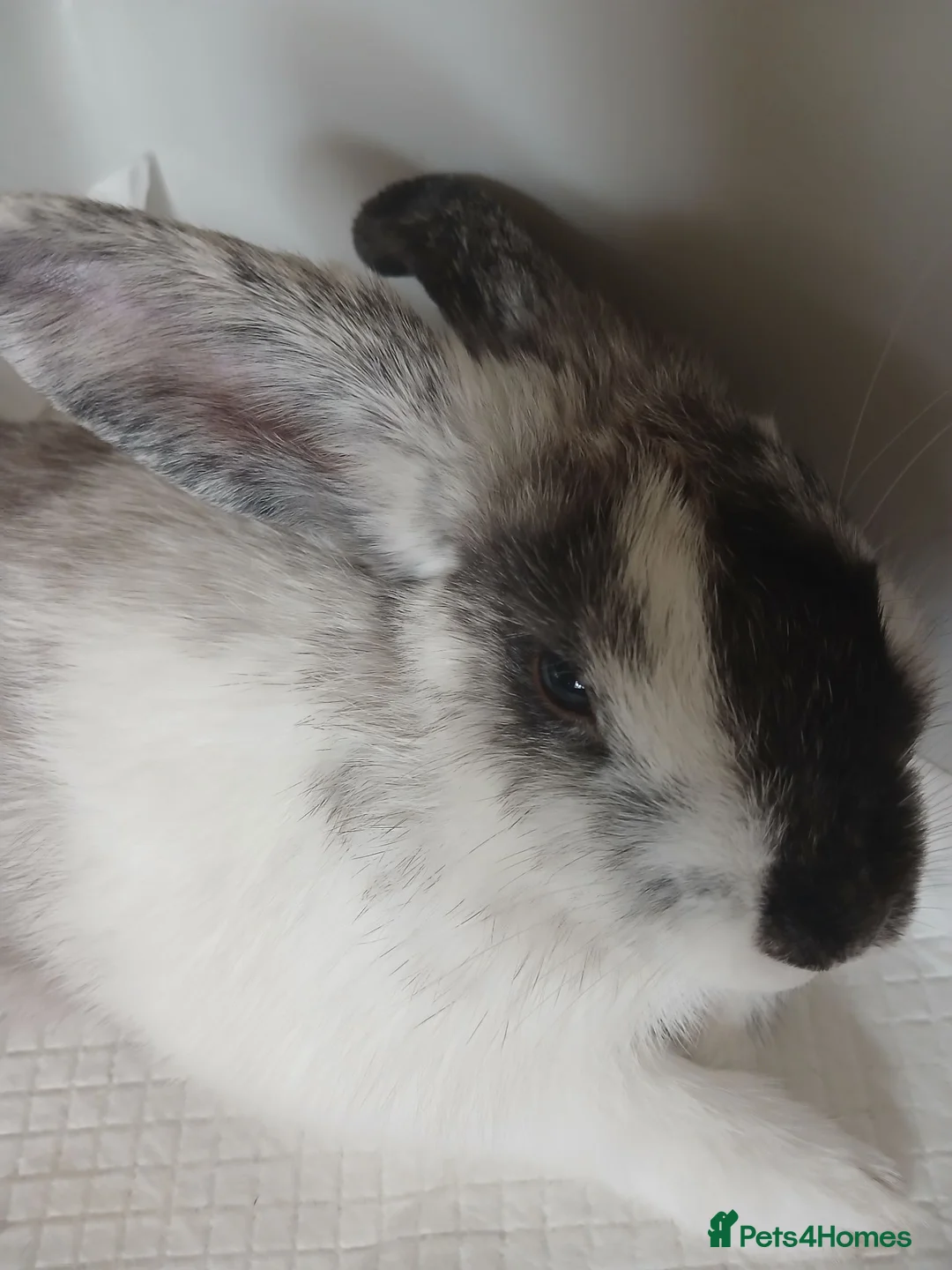 Lionhead rabbits for sale: Lionhead x lop in Rossendale - Advert 5