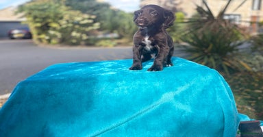 Cocker Spaniel dogs - Advert 1