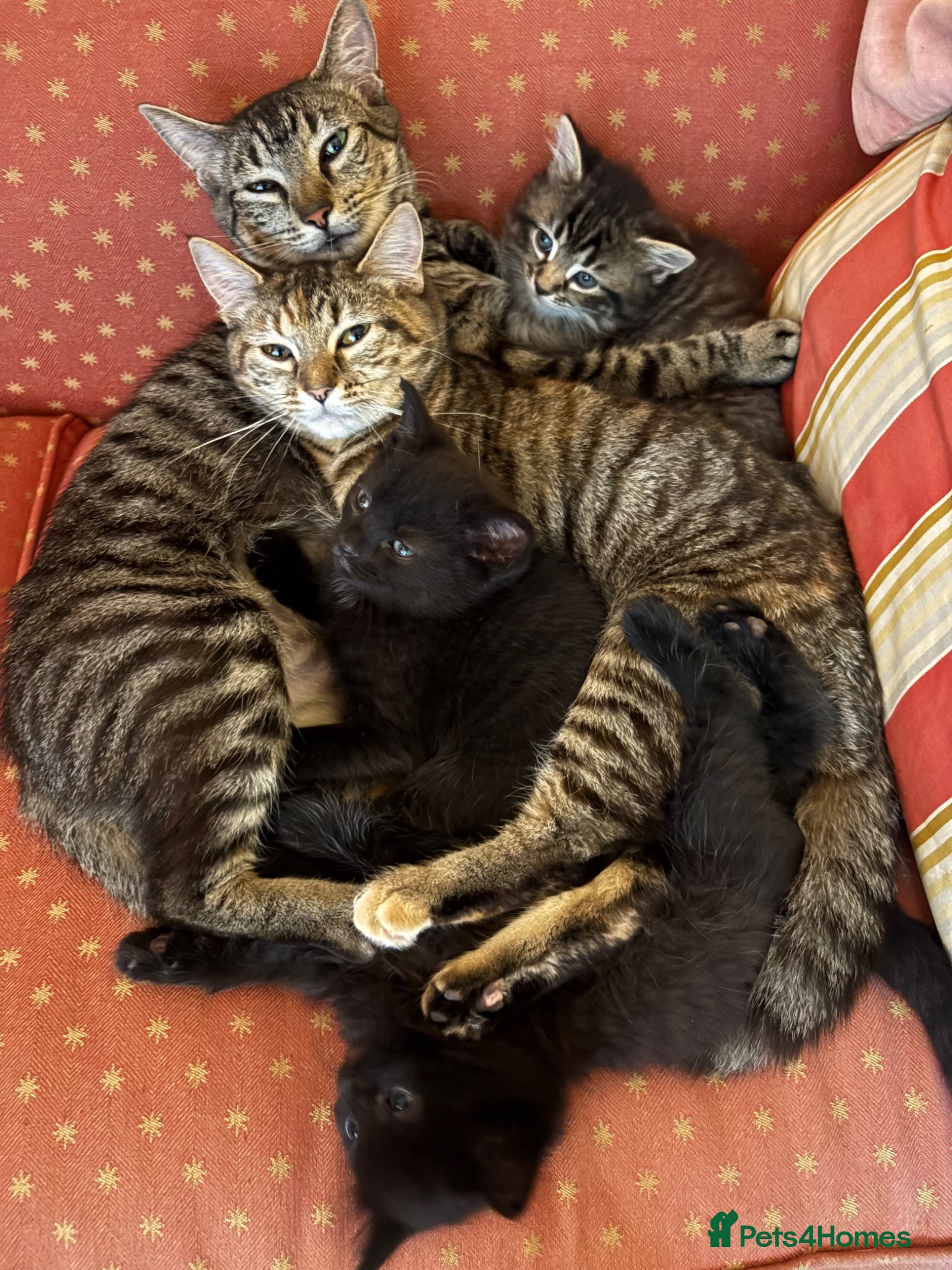 Mixed Breed cats 3 male kittens  - Advert 10