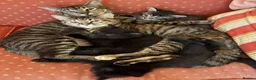 Mixed Breed cats for sale: 3 male kittens  - Advert 1
