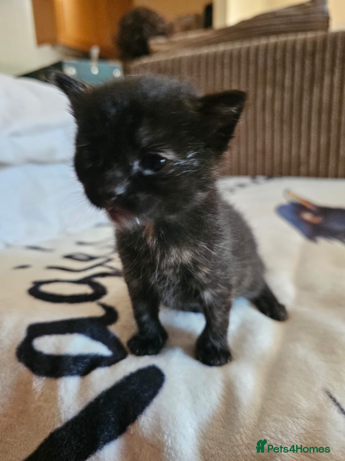 Domestic Shorthair cats Tortoishell rescue kitten needs home of her own - Advert 5