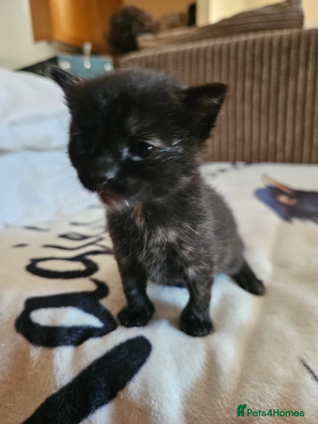 Domestic Shorthair cats for adoption: Tortoishell rescue kitten needs home of her own - Advert 1