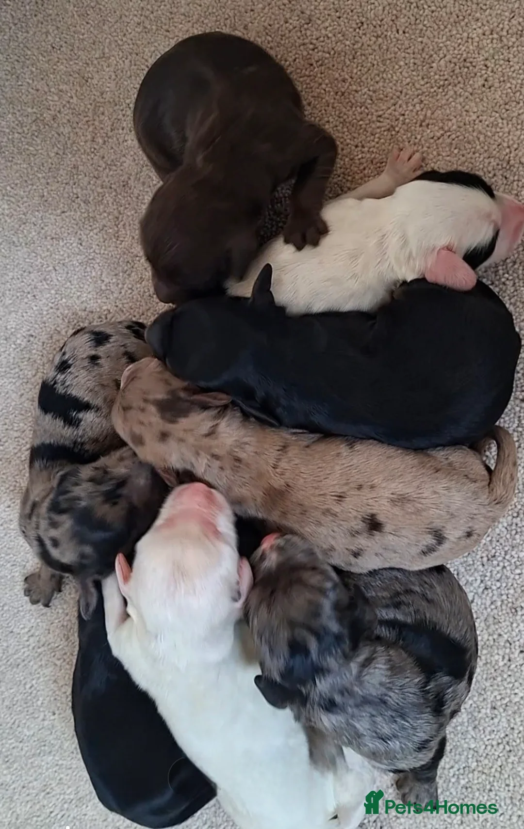 Cockapoo dogs for sale: F1 Cockapoo Puppies  - Advert 2