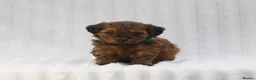 Mixed Breed dogs for sale: Havatoodle Pups - Advert 19