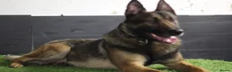 Belgian Shepherd Dog dogs for stud: FCI Belgian Malinois for Stud - Advert 3