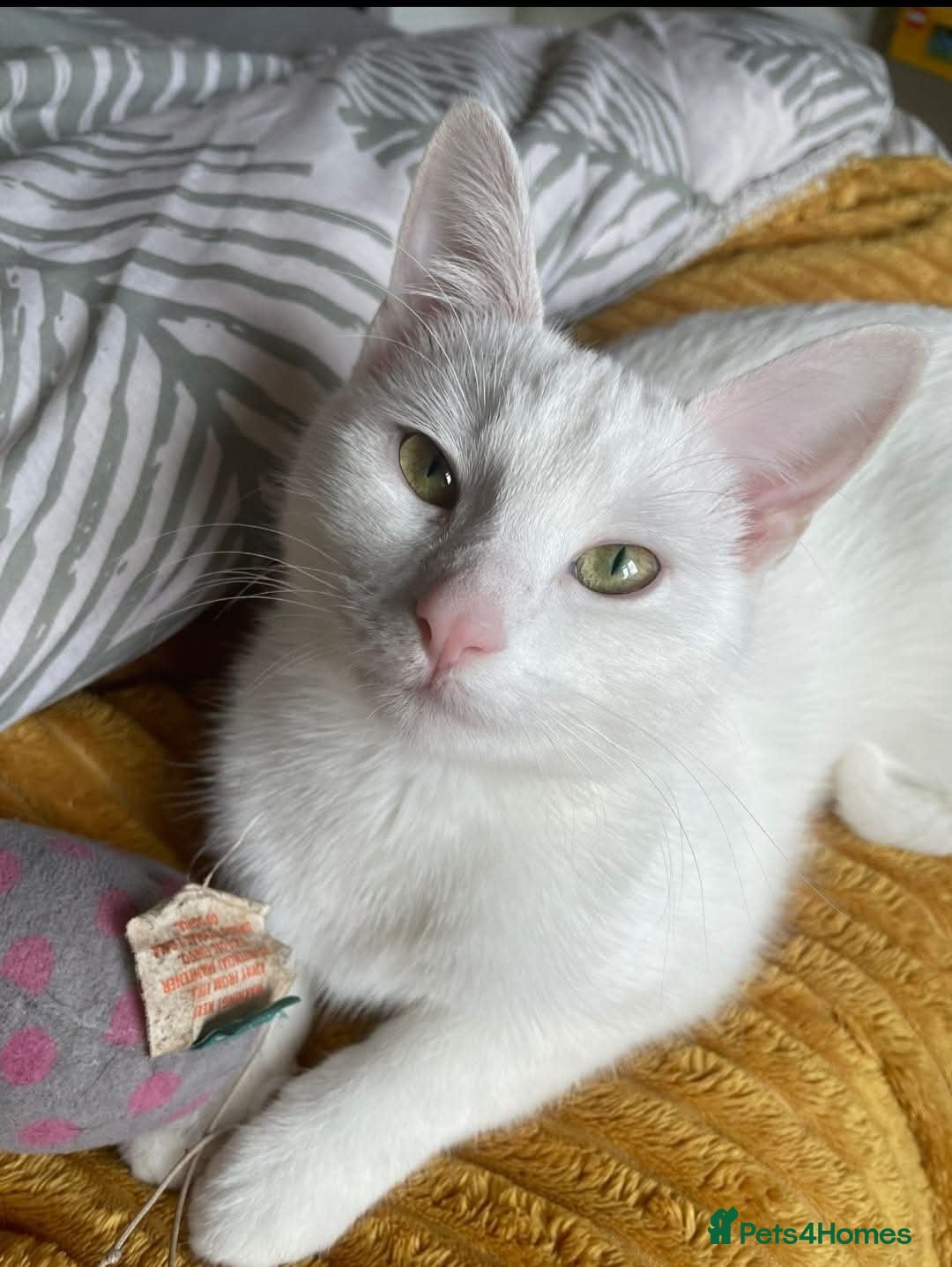 Turkish Angora cats for sale: Turkish Angora kittens  - Image 4