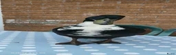 Ducks poultry for sale: Black Swedish duck in Stockport - Advert 4