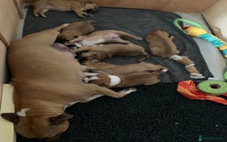 Staffordshire Bull Terrier dogs for sale: Stunning Red Staffy puppies KC top bloodlines - Image 2