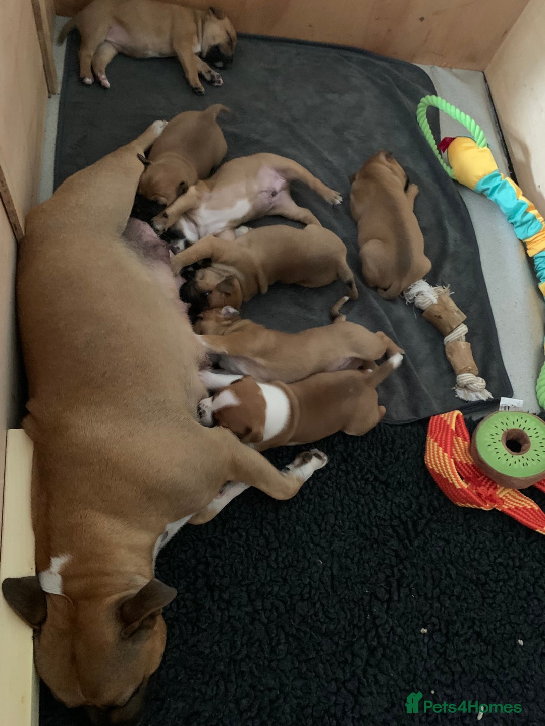 Staffordshire Bull Terrier dogs for sale: Stunning Red Staffy puppies KC top bloodlines - Image 2