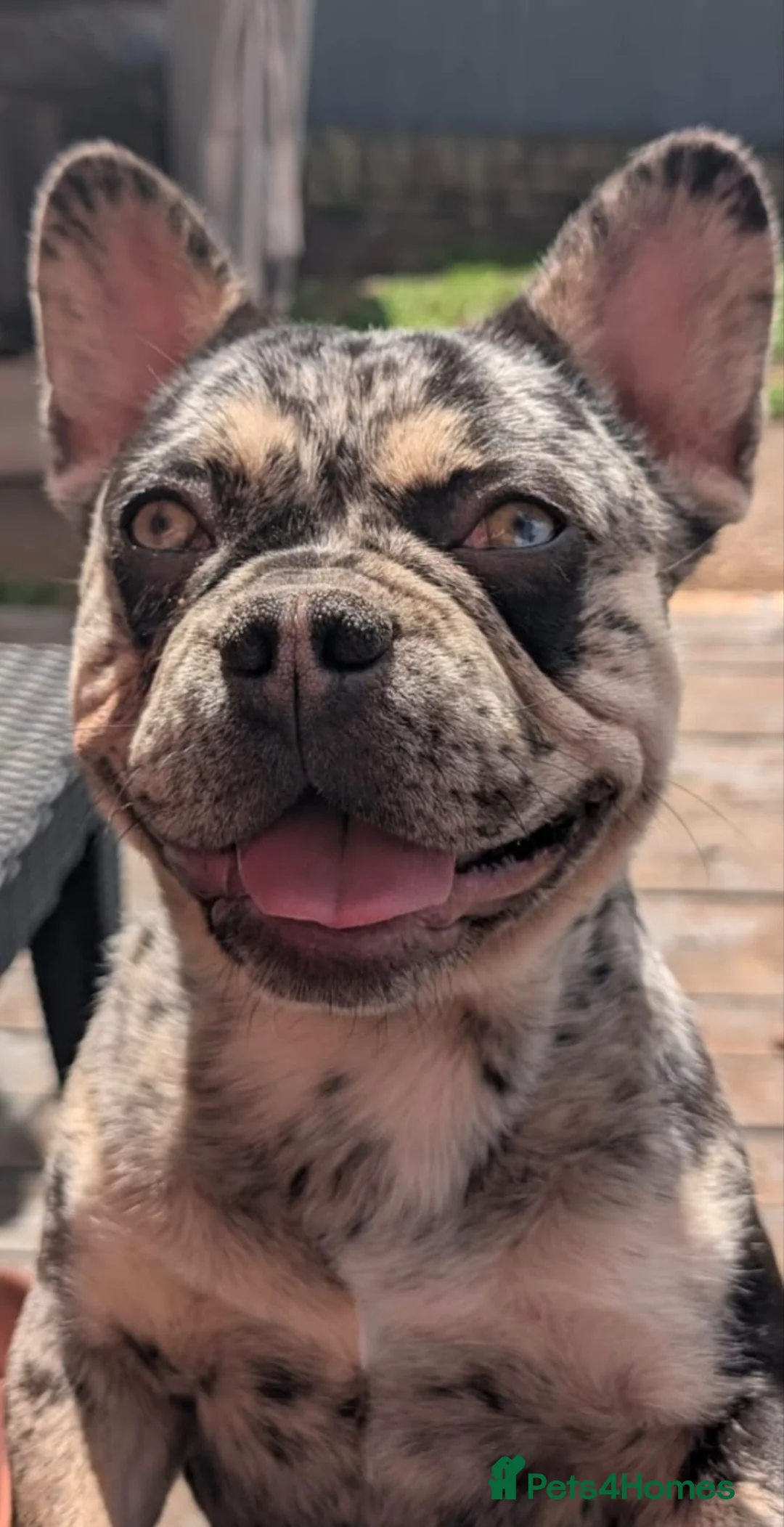 French Bulldog dogs for sale: Beautiful 11 month old KC registered Frenchie - Advert 2