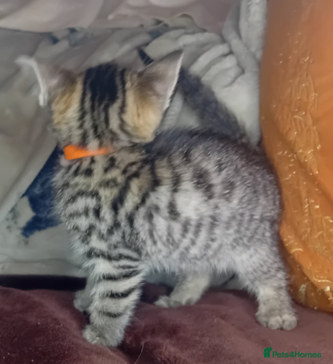 Bengal cats for sale: BengalX Ragdoll, American curl kittens - Advert 11