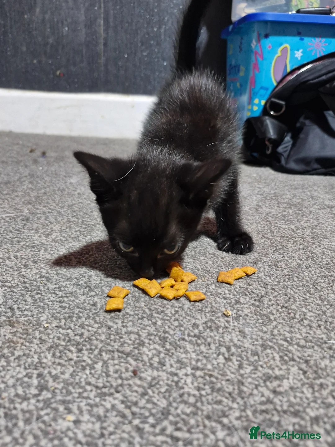 Mixed Breed cats for sale: 3 kittens  - Advert 12