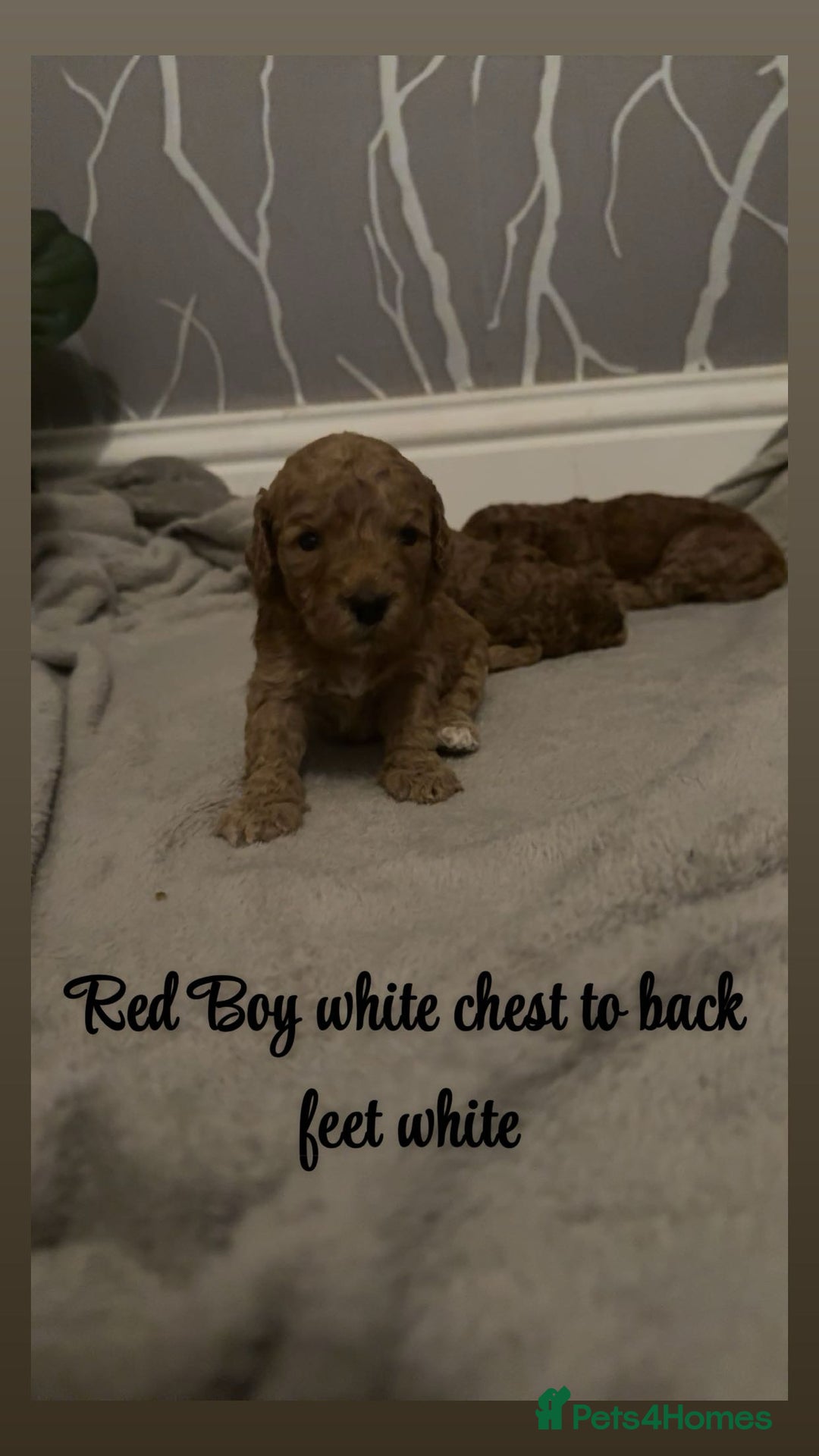 Cavapoo dogs for sale: DNA clear cavapoo puppies  - Advert 7