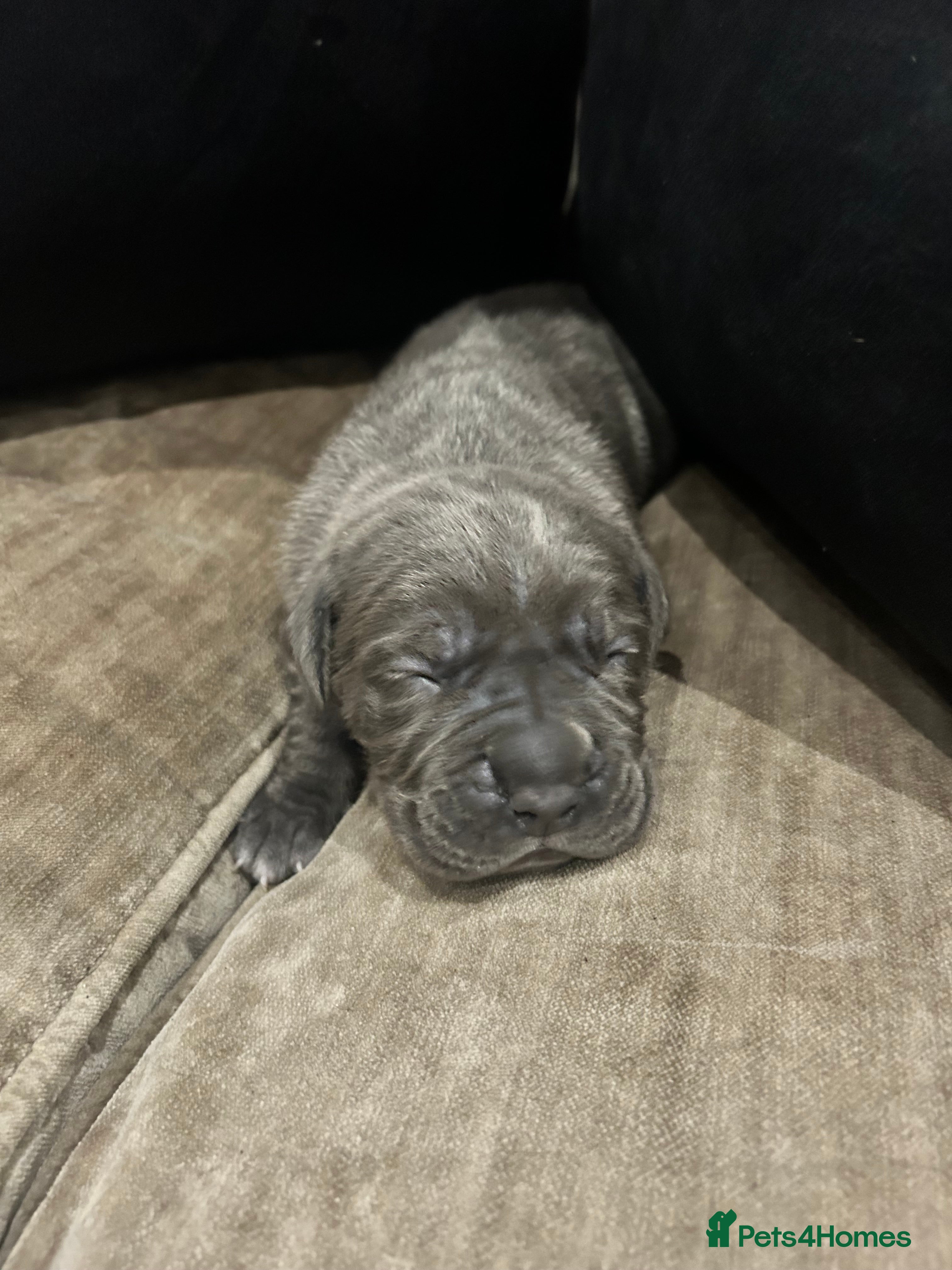 Cane Corso dogs Cane Corso Puppies – Lion Crown Kennel in Croydon - Advert 3