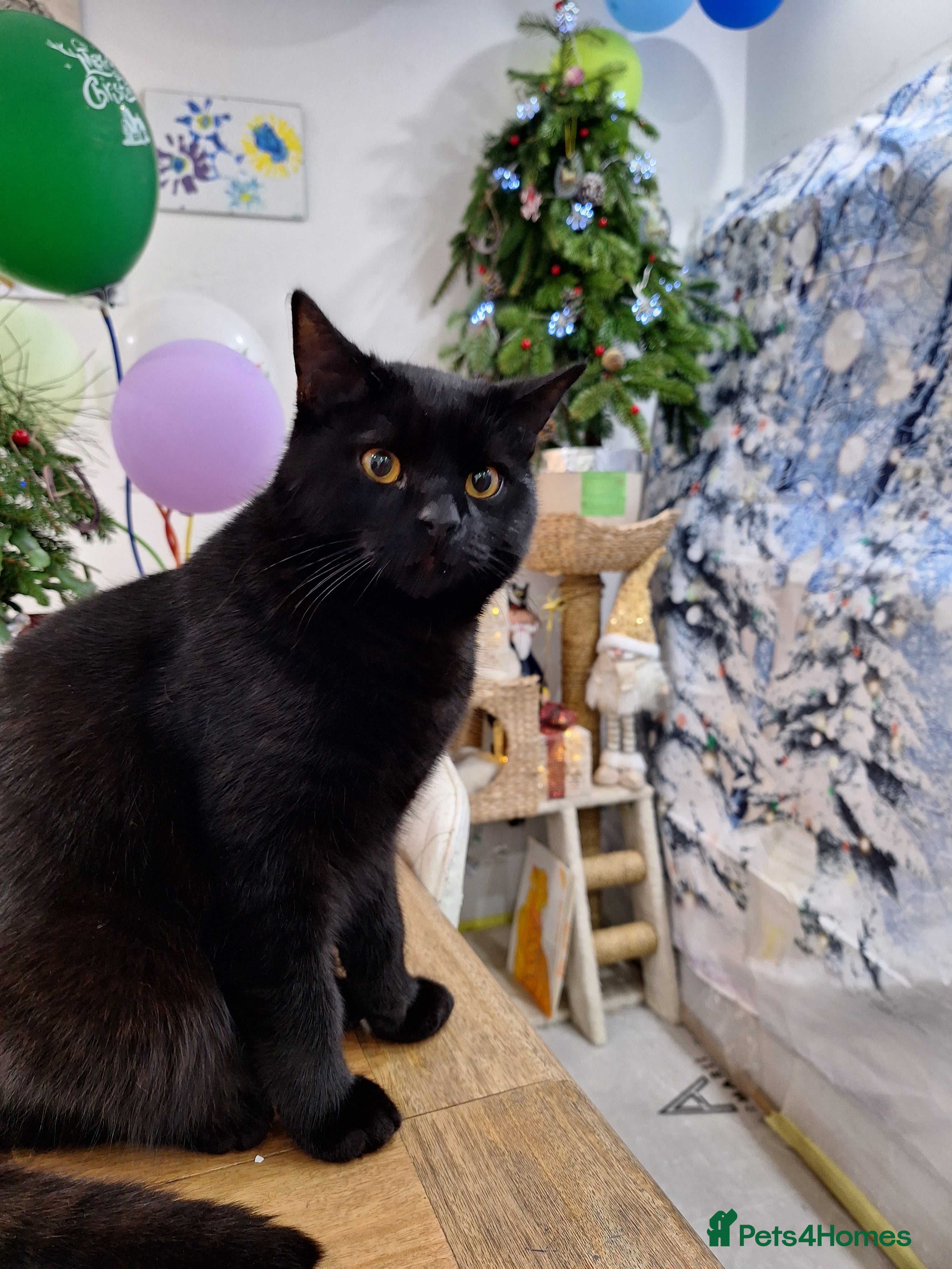 British Shorthair cats BSH boy, 8 month old, London  - Advert 1