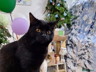 British Shorthair cats BSH boy, 8 month old, London - Advert 1