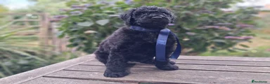 Standard Poodle Pup, Black, Sold