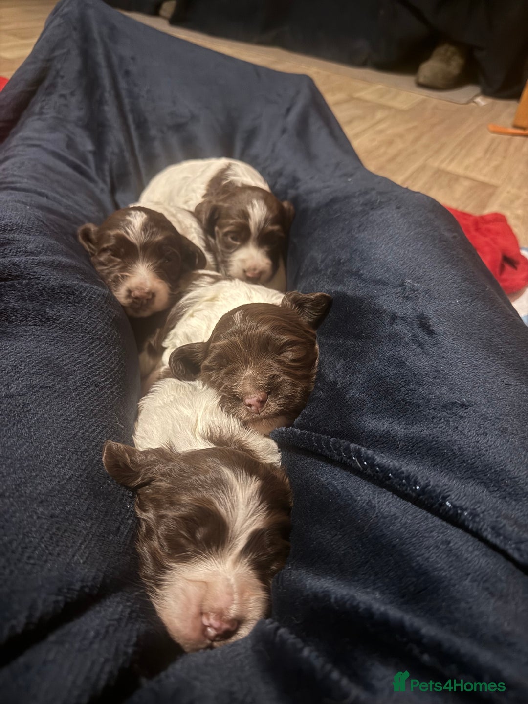 Sprocker dogs for sale: Exceptional F1B Sprocker puppy-male  - Advert 4