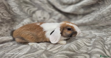 Mini Lop rabbits - Advert 4