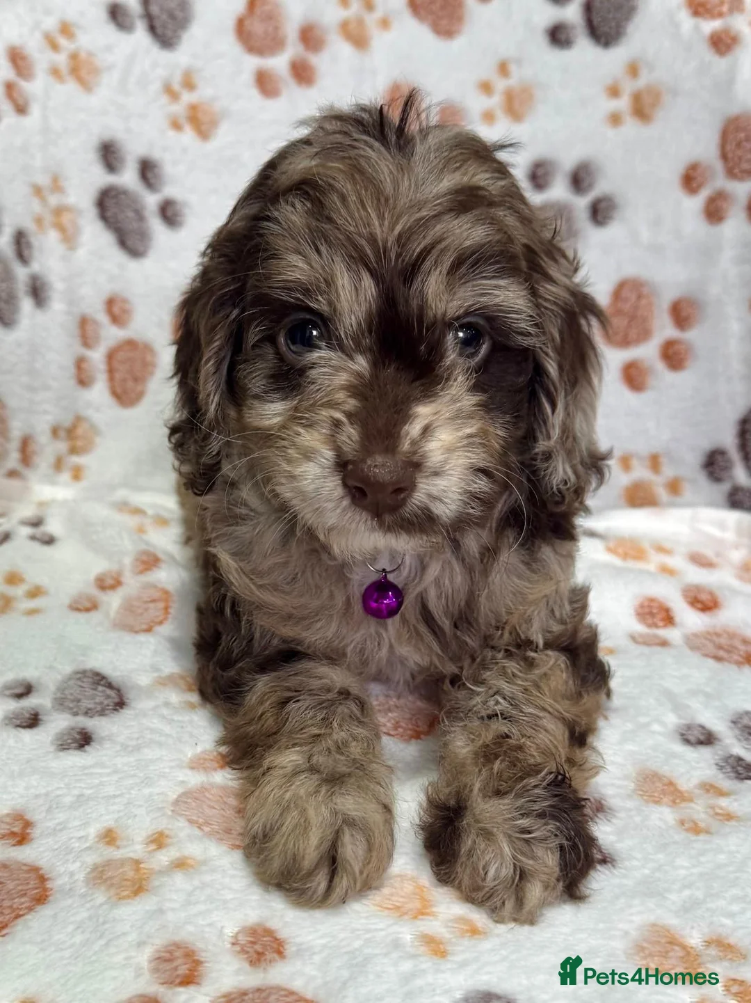 Cockapoo dogs for sale: Chocolate Phantom Cockapoo Puppies - Advert 24