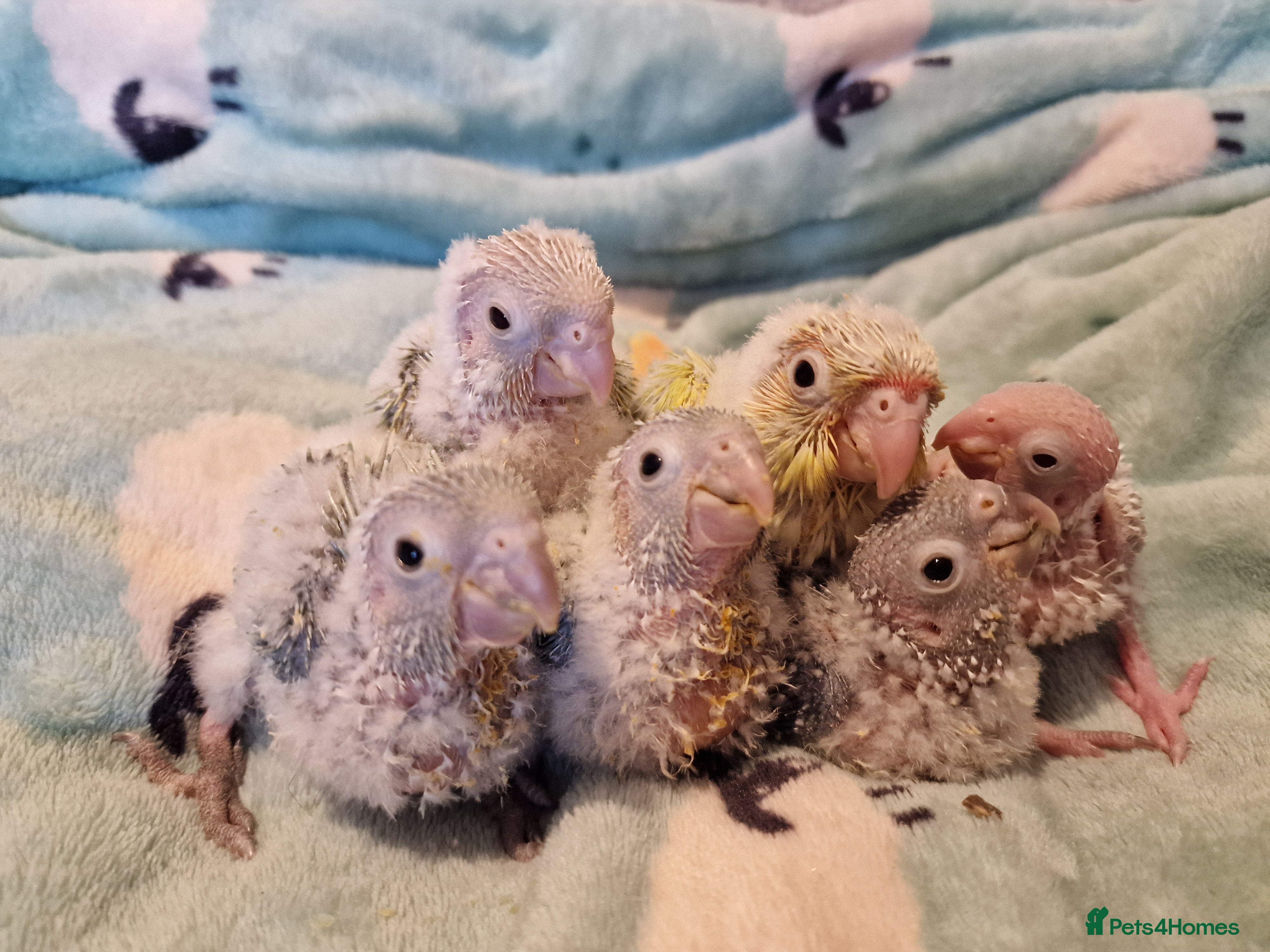 Conures birds Beautiful fully hand reared conure baby's  - Advert 2