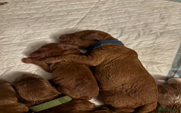 Cockapoo dogs for sale: F2 cockapoos 💖 - Image 12
