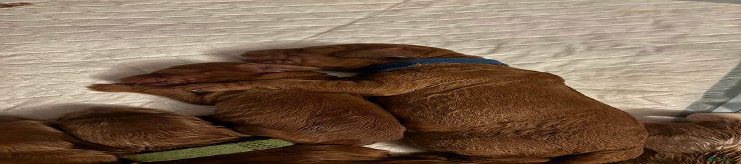 Cockapoo Puppy 3