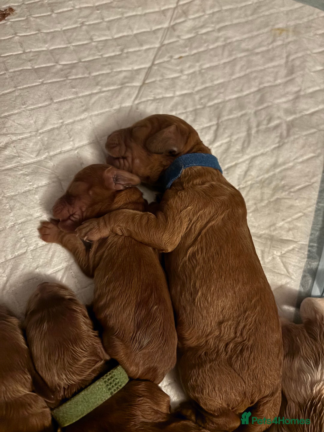 Cockapoo dogs for sale: F2 cockapoos 💖 - Image 12