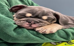 English Bulldog dogs for sale: Ready now  - Image 2