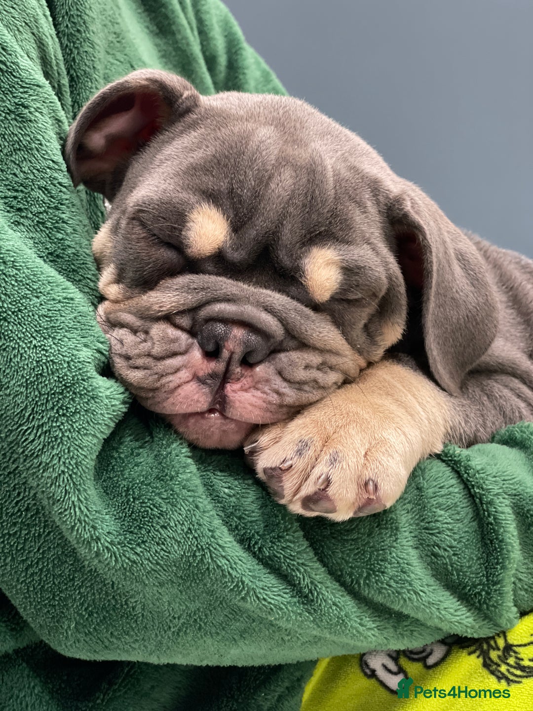 English Bulldog dogs for sale: Ready now  - Image 2