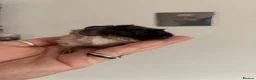 Guinea Pig rodents for sale: Baby guinea pigs - Advert 9