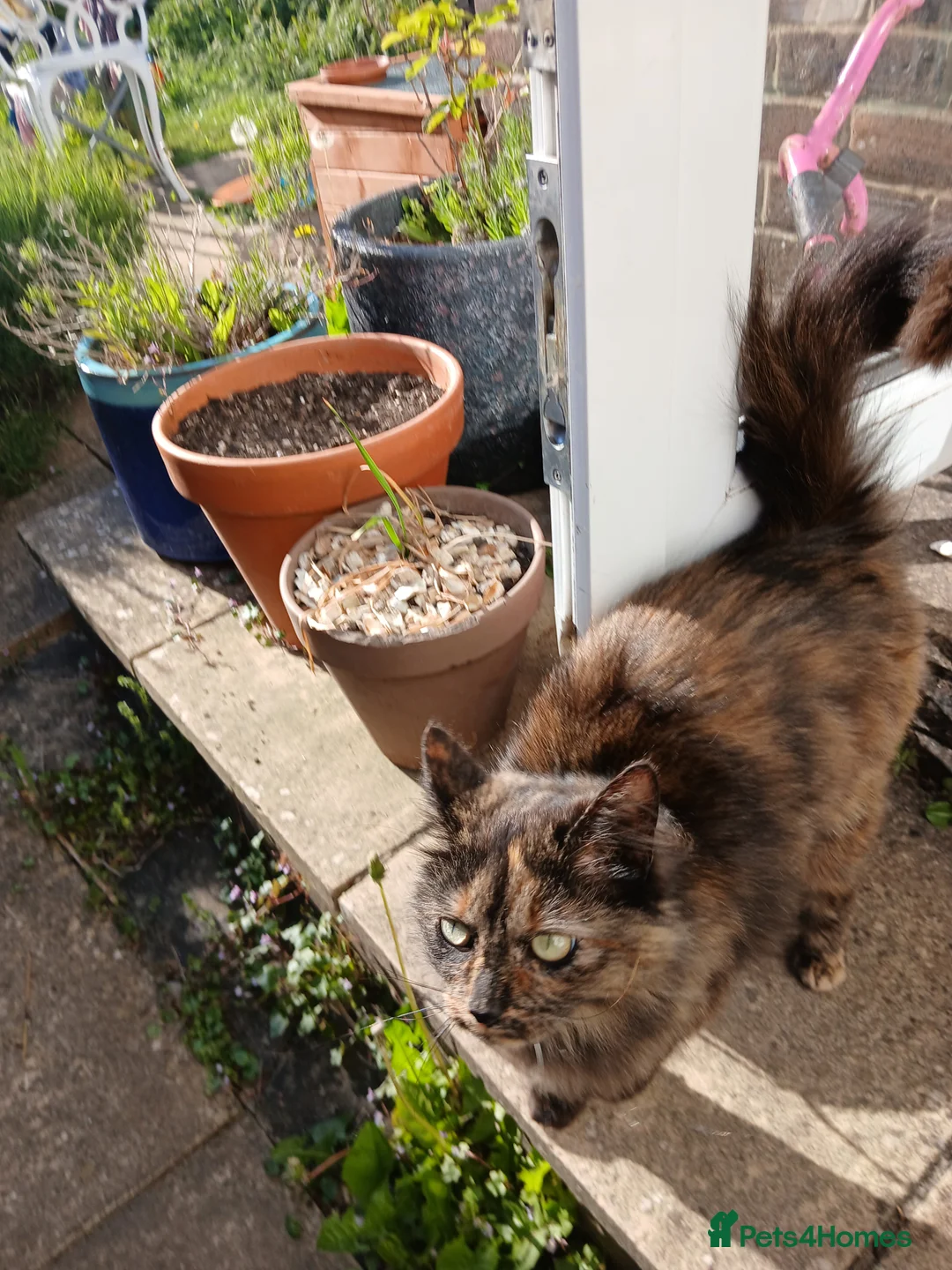 Mixed Breed cats for sale: Sister cats for sale - Advert 14