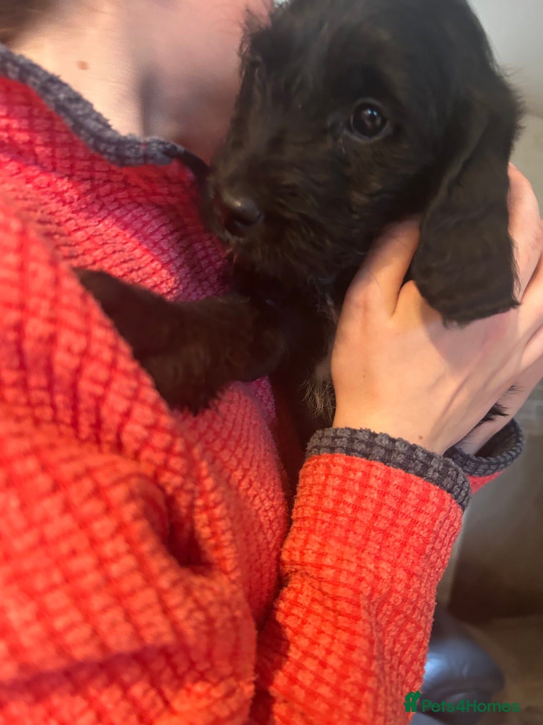 Mixed Breed dogs for sale: Cavapoo Puppies - Advert 23