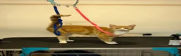 Mixed Breed cats for sale: Beautiful Ginger & Tortoiseshell Kittens in Faringdon - Advert 4