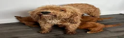 Cockapoo dogs for sale: Beautiful fox red cockapoo f1b  puppies  - Advert 2