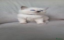 Ragdoll cats for sale: Adorable Ragdoll Kittens  - Image 31