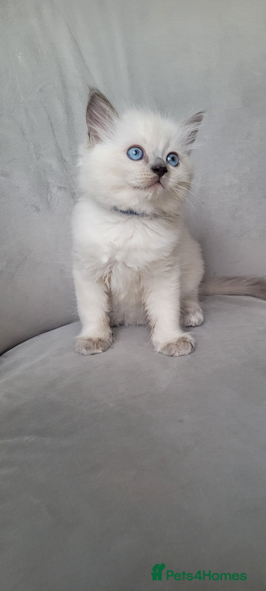 Ragdoll cats for sale: Adorable Ragdoll Kittens  - Image 31