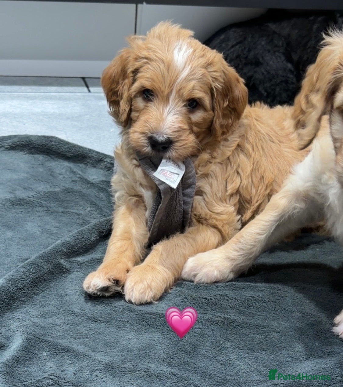 Mixed Breed dogs Stunning litter of Golden Bernadoodles READY 7 FEB - Advert 3