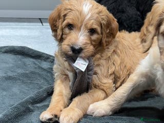 Mixed Breed dogs Stunning litter of Golden Bernadoodles READY 7 FEB - Advert 3