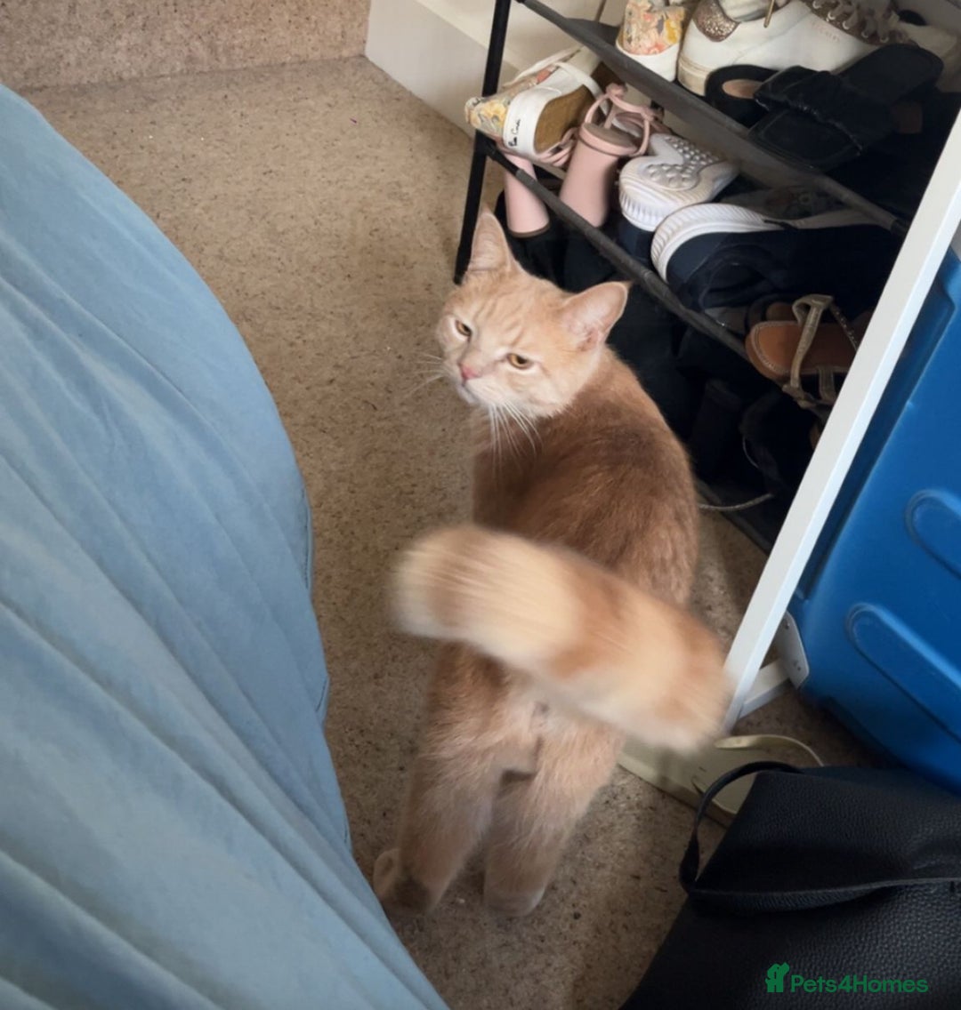 Mixed Breed cats for sale: Persian x Russian blue & British shorthair - Image 5